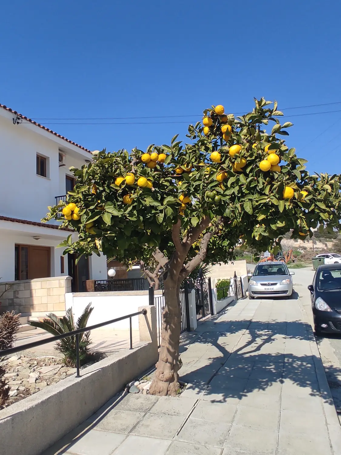 Orangenbaum von Dream Apartments Pafos 