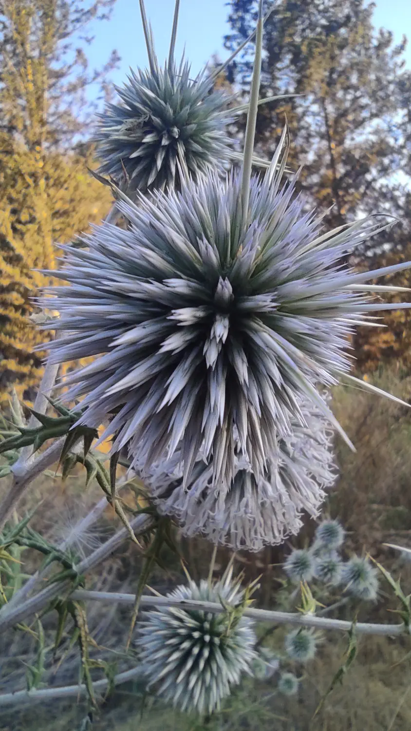 Blumen von Dream Apartments Pafos 