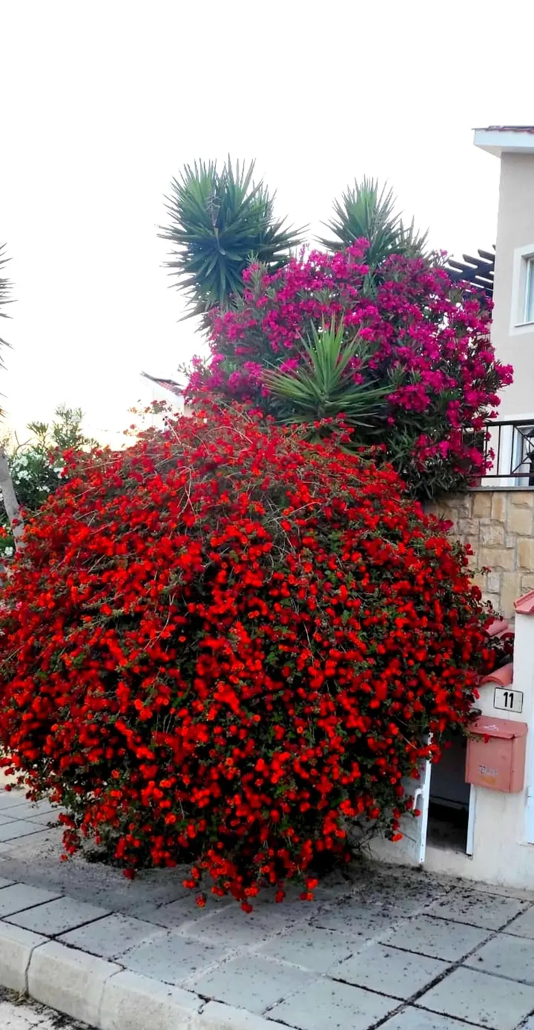 Blumen von Dream Apartments Pafos 