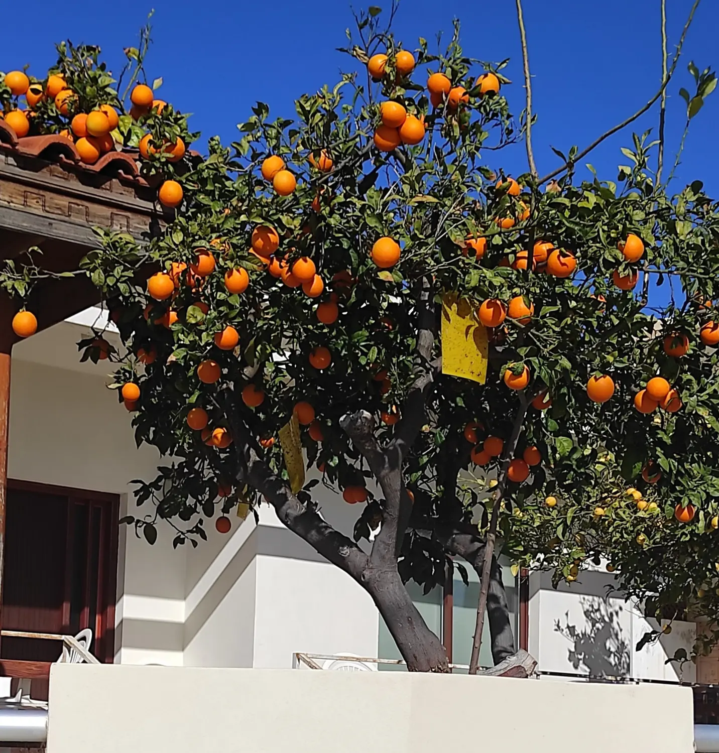 Orangenbaum von Dream Apartments Pafos 