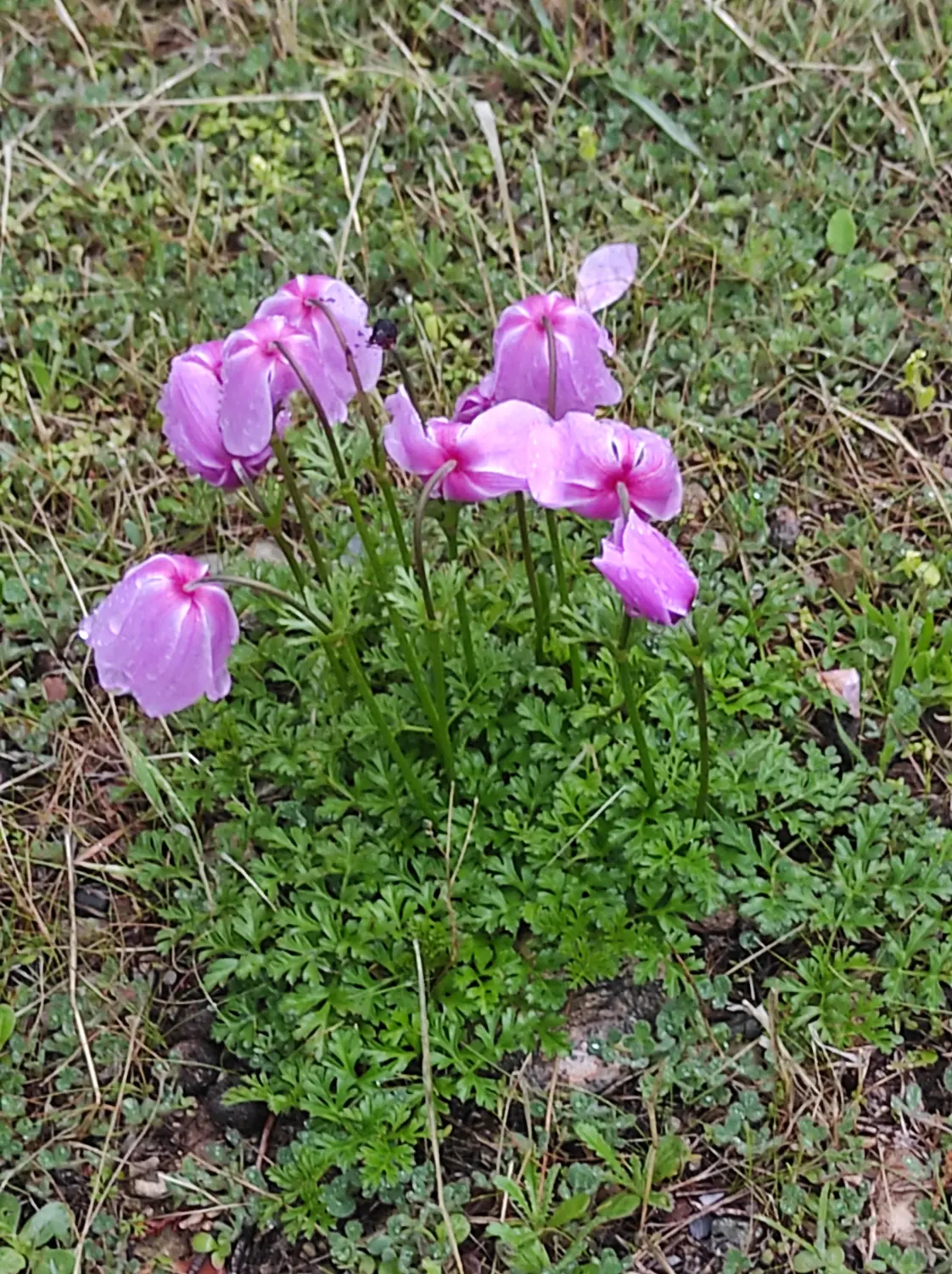 Blumen von Dream Apartments Pafos 